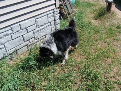 5 year old border collie mix male