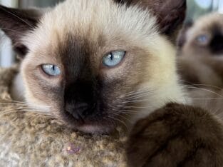 Siamese kittens blue, seal, and chocolate point