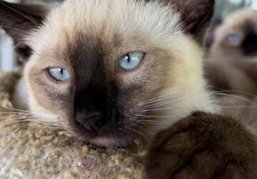Siamese kittens blue, seal, and chocolate point