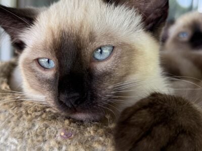 Siamese kittens blue, seal, and chocolate   ...