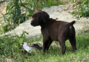 GSP-Lab Puppies