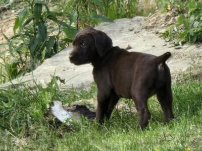 GSP-Lab Puppies