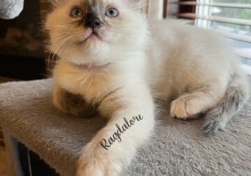 Adorable TICA Ragdoll Princess