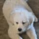 Great Pyrenesss and Anatolian puppies for Sale