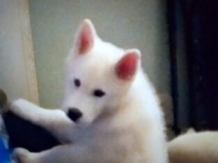 Best puppies ever