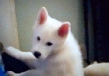 Best puppies ever