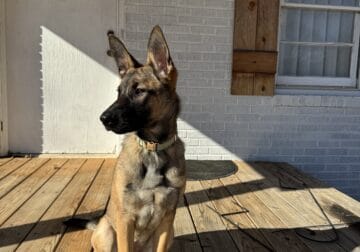 Aria. F/ Belgian Malinois Mix