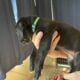 Cane Corso puppies