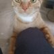 Orange Tabby Kitten