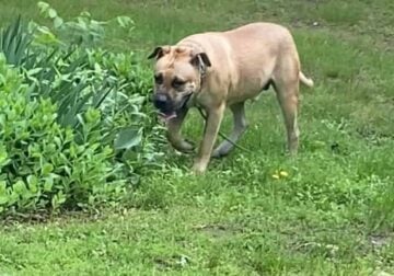 Presa canario