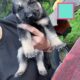 German shepherd puppies
