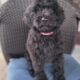 Adorable Labradoodle Puppies Ready Today!