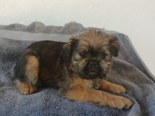 Brussels Griffon Boy