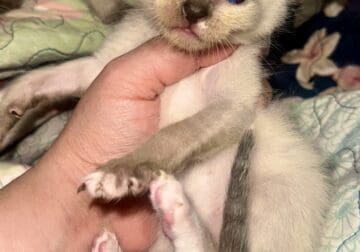 snowshoe siamese persian
