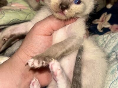 snowshoe siamese persian