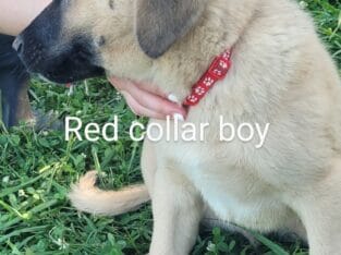 Purebred Anatolian puppies