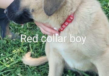 Purebred Anatolian puppies