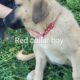 Purebred Anatolian puppies