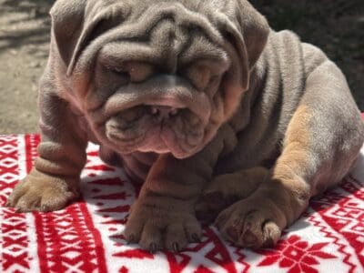AKC English Bulldogs