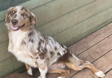AKC/ ASCA/ ASDR Australian Shepherd puppies