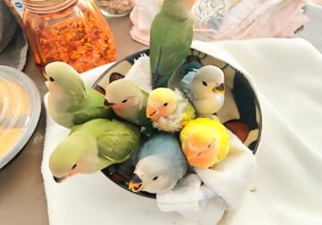 Tame, Hand-raised, Companion Lovebirds