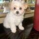Cavachon