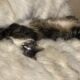 Free domestic, longhair, male cat