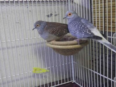 Doves