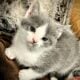 Free kittens to good home