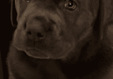 AKC Labrador Retrievers Charcoal & Silver