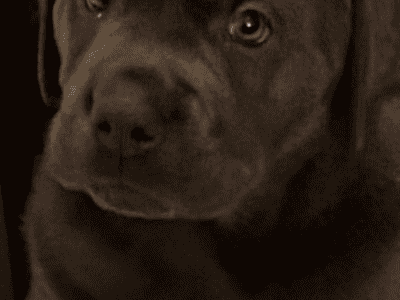 AKC Labrador Retrievers Charcoal & Silver
