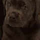 AKC Labrador Retrievers Charcoal & Silver