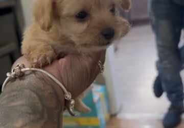 Female Toy Yorkie Poo