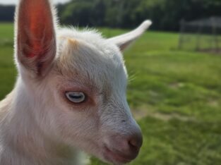 STUNNING NIGERIAN DWARF BUCKLINGS FOR SALE