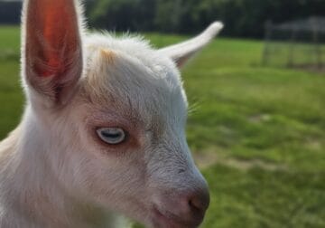 STUNNING NIGERIAN DWARF BUCKLINGS FOR SALE