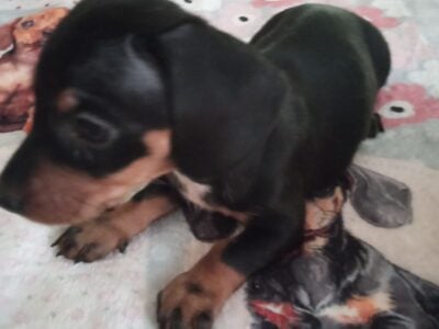 CKC Black&Tan Miniature Dachshund TESSA