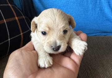 matipoo poodle puppies