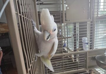 Rose crusted cockatoo