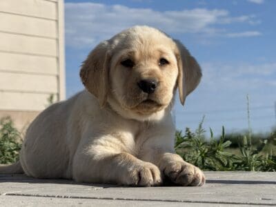 Labrador Retrievers
