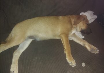 German shepherd mix