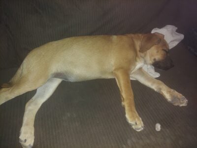German shepherd mix