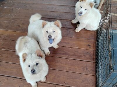 Chow Chow