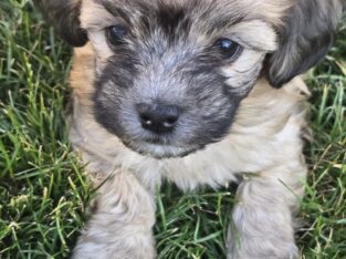 Shih Tzu Poodle Mix Male Puppy