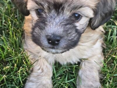 Shih Tzu Poodle Mix Male Puppy