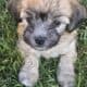 Shih Tzu Poodle Mix Male Puppy