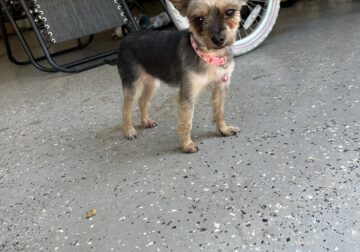 3 year old Morkie, Coco