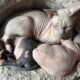 SPHYNX KITTENS / males