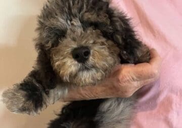 Miniature poodles