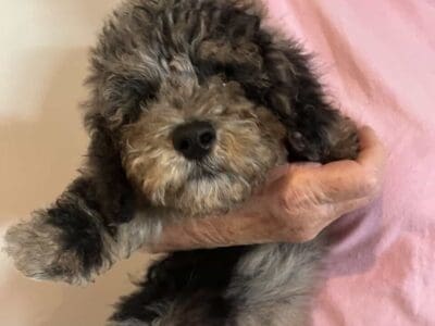 Miniature poodles