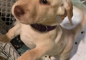 Labrador puppy